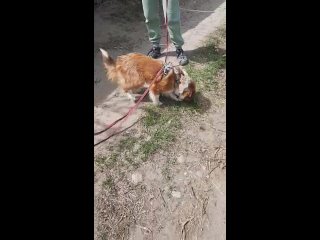 Видео от Зоозабота - Помощь бездомным животным Хакасии