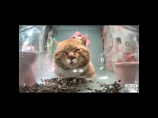 Xero Китайцы Придумали Новый Способ Живодёрства | Hello Street Cat