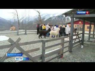 У альпак, которых привезли в Сочи из Европы, завершился карантин