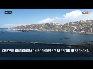 Сивучи облюбовали волнорез у берегов Невельска