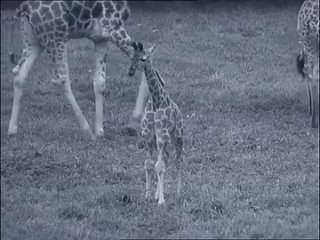 Первый детеныш жирафа в Пражском зоопарке (Чехословакия) (1974)