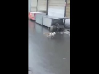 Доброе утро Казань!  Уровень пофигизма - кот (видео)