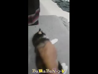 Смешное видео с котами и котятами для хорошего настроения!