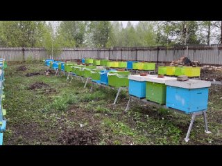 Видео от Домашний мед в КЗН, МСК, СПБ |Пасека в Малиновке