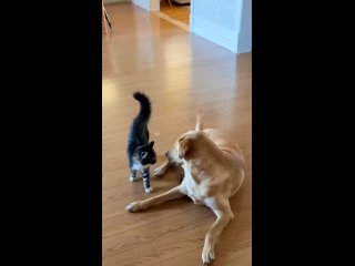 кошка и собака / cat vs dog