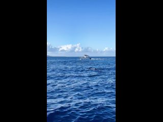 Кашалоты в открытом океане. Маврикий, 2024г.