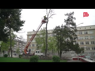 В Белгороде ухаживают за деревьями