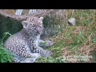 🐱  Котенок трехлапой Олимпии из Сочи уходит от логова все дальше и дальше.   Первые разведывательные шаги малыша... (видео)