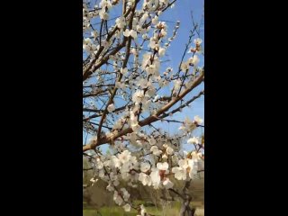 В Курской области цветут абрикосы