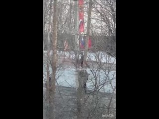 Подростки сорвали флаг России и флаг в виде Георгиевской ленты у дома №1 на Силикатчиков в Архангельске.