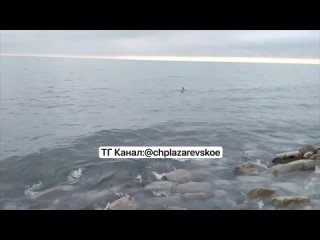 Пишет нам подписчик Мертвый дельфин на диком пляже в поселке Лоо.