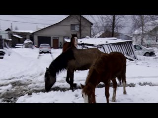 Слухи о диких лошадях на Руднике оказались преувеличены