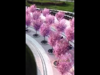 Jedes Jahr verwandeln blühende Kirschbäume Straßen und Parks in vielen deutschen Städten in ein rosarotes Blütenmeer. In Russlan