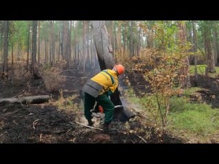 30-ти секундный видеоролик_О сбережении лесных ресурсов России.mp4