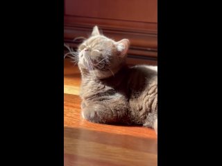Видео от Британские котята питомник GenusUrsi Москва