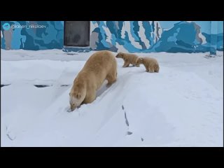 Вы только посмотрите, какое видео я получил из зоопарка “Орто Дойду“! Белая медведица Колымана впервые вывела своих малышей на п