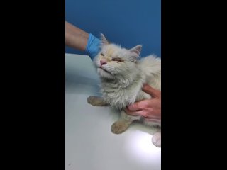 Спасли слепого котёнка с трассы в Тверской области