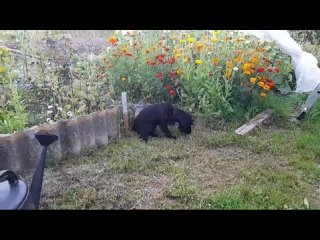 Видео от Потеряшки-Ржев