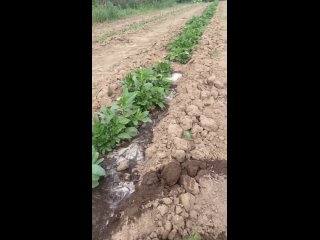 Видео от Садовый центр “Удачный“ Пермь, все для сада