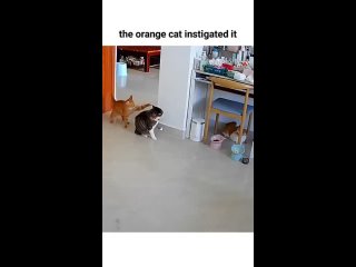 It’s always the orange cat