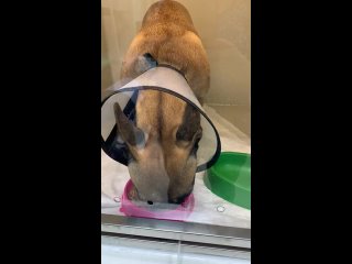 Video by Ветеринарный центр SOVA