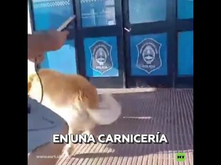 Mujer pide en una carnicería que sacrifiquen a su perro