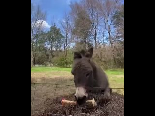 I want a donkey so bad