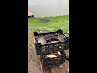 Видео от Платная рыбалка в Саратове (Красноармейске)