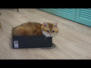 Новая коробка для кота