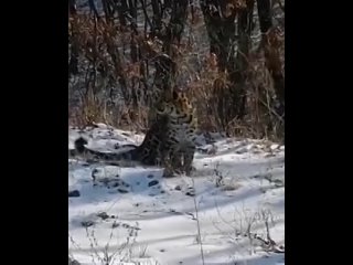 Трех дальневосточных леопардов встретили автомобилисты неподалеку от Уссурийска