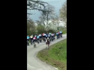 Бельгийский велогонщик Ларс Дэниелс  спас лошадь от столкновения с пелотоноМ