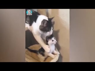 Приколы с котами и собаками - Смешные животные видео