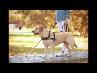 Продукт к индивидуальному проекту Собака-проводник как средство реабилитации незрячего человека