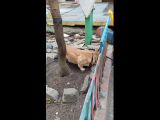 Видео от Дрессировка собак в СПб / Кинолог AlexSav