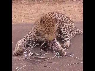 Леопард. Последствие нападения на дикобраза.