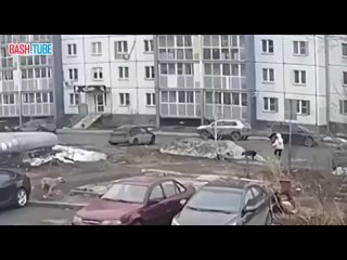 В Челябинске бродячие собаки напали на девушку