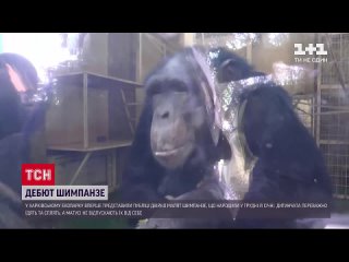 Новини України_ у харківському екопарку вперше показали маленьких шимпанзе