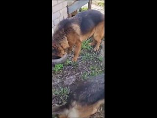 Видео от Дрессировка собак Зоогостиница Груминг Стерлик