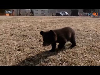 Медвежат-сирот готовят к самостоятельной жизни в реабилитационном центре в Приморье