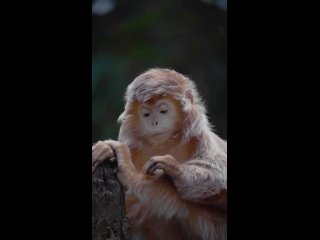 Самая фотогеничная обезьяна в мире — Блестящий гульман