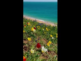 Дикие тюльпаны “Шренка“ на берегу Чёрного Моря в Крыму

Александр Михайленко