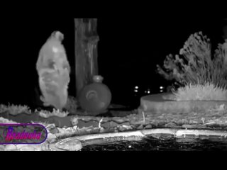 Тайная жизнь одной поилки  фотоловушка, установленная возле миски с водой в Колорадо, регулярно фиксирует необычные кадры