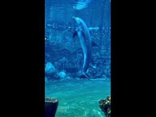 Дельфин играет с кольцами под водой