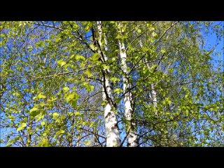 Весенний лес Звуки живой природы Голоса птиц в лесу в.mp4