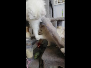 Видео от Питомник британских кошек Сладкие Грёзы