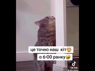 Всем  посвящается  у кого такой КОТ 🐈 

XaNLive👉 подпишись (https://t.