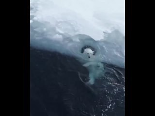 Белый медведь веселится в воде.