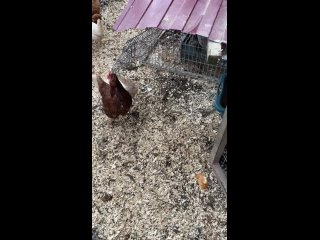 Домашние куриные яйца свежиеtan video