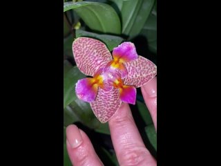 Видео от Орхидеи Азии в Саратове