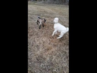 Видео от Питомник  хаски Ветер горзакрыто до мая